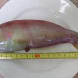 Il Pesce pettine (Xyrichthys novacula). Foto di Paucabot